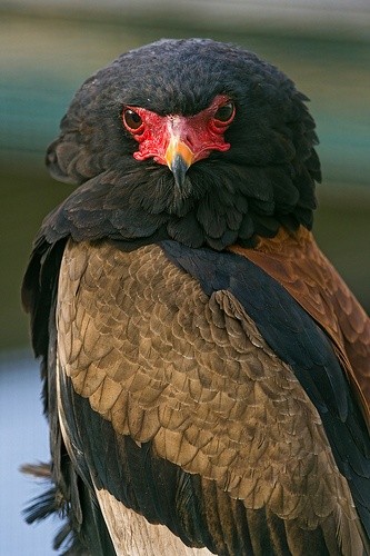 Photo:  African Bateleur Eagle